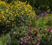 2020 08 03 LongFellowGardens 001